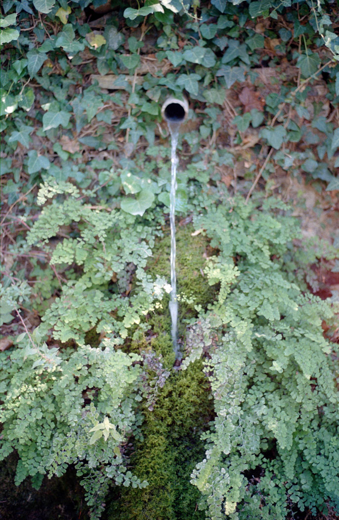 Summer2020 Analog Photolgaphy 4