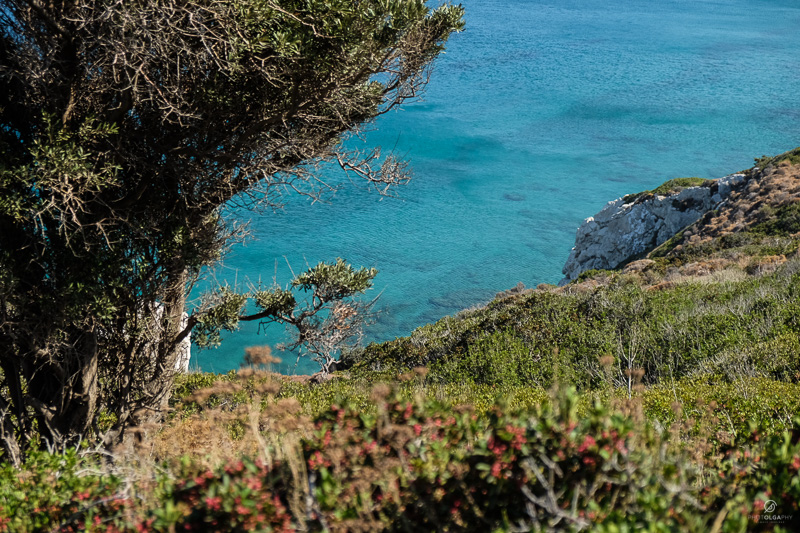 Ikaria 50