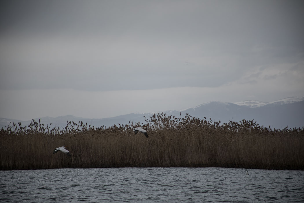 Prespa 55